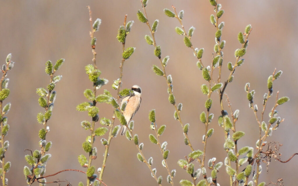 1217_Rem_pen_Draganici_2.3.2022 (16)