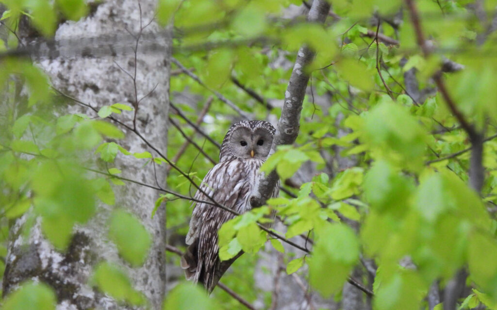 822_Str-ura_Plitvicka-jezera_01-05-2022(2)