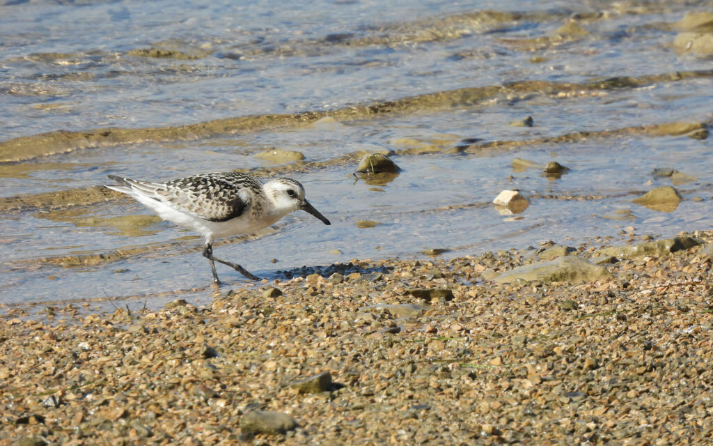 Cal-alb_958_Skradin_10-09(5)