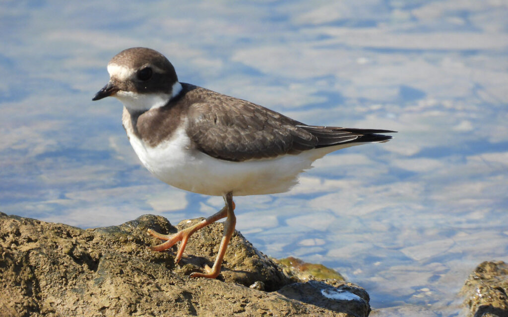 Cha-dub_958_Skradin_10-09(11)