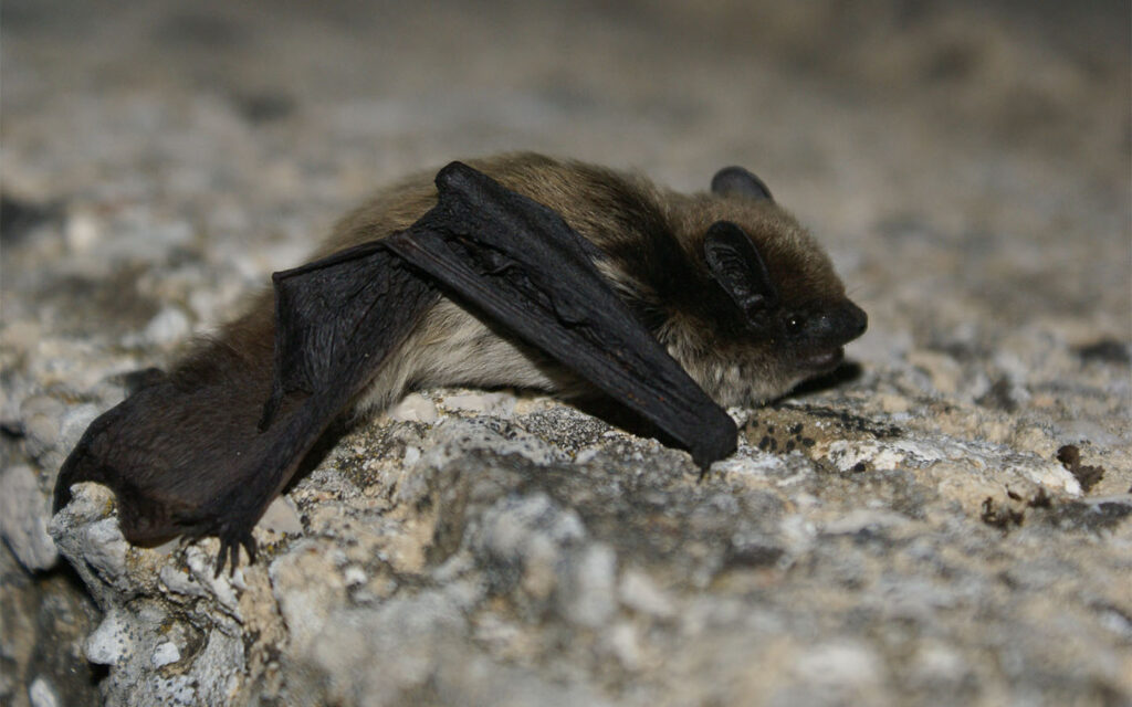 Hypsugo_savii_Goran_Rnjak