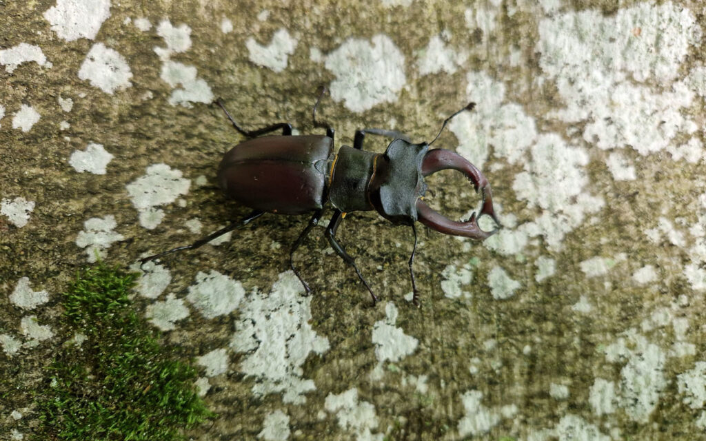 Lucanus cervus mužjak_Papuk Češljakovci_SMART_MM (41)
