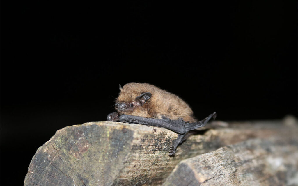 MR00054_LSGM_P-pip (10)