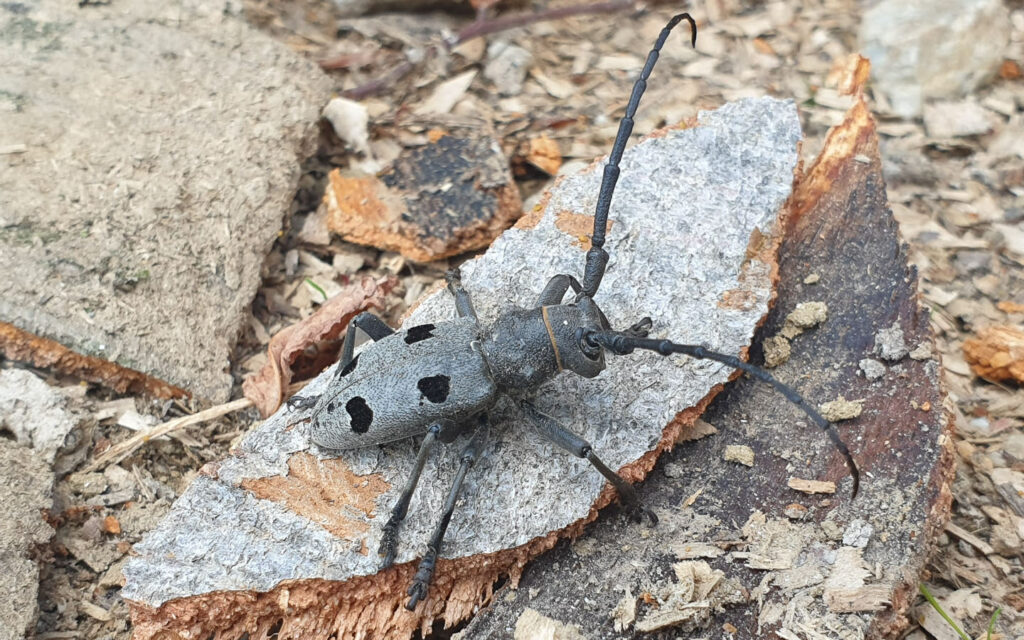 Morimus fenerus2_I1_H10_ST